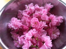 桜の花で♡簡単桜の塩漬け