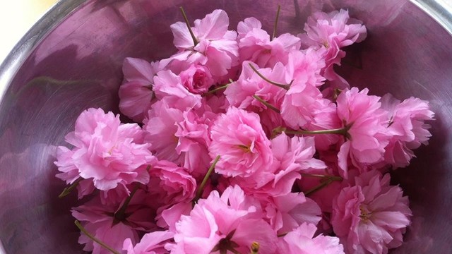 桜の花で 簡単桜の塩漬け レシピ 作り方 By はるtoeli クックパッド 簡単おいしいみんなのレシピが360万品 桜の花で 簡単桜の塩漬け レシピ 作り方 By はるtoeli クックパッド 簡単おいしいみんなのレシピが360万品