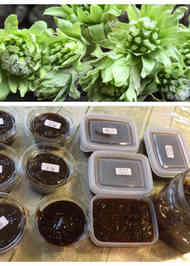 みんなが作ってる 山菜ふきのとうのレシピ クックパッド 簡単おいしいみんなのレシピが373万品