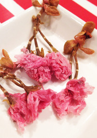 フワッと咲いた。桜の塩漬け使い方コツ