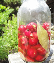 【本格派】ラディッシュのピクルスの写真