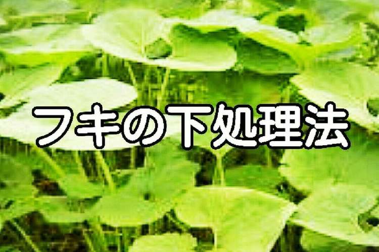 フキの下処理法 皮剥き 茹でかた レシピ 作り方 By 満腹ママン クックパッド 簡単おいしいみんなのレシピが360万品
