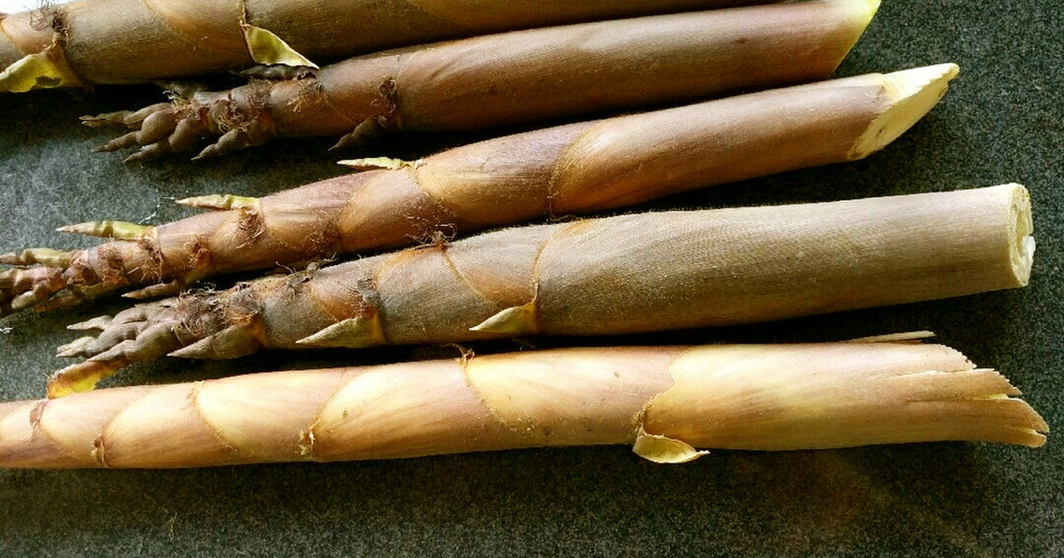 旬の食材！淡竹(はちく)の下処理方法 by 悠美姉 【クックパッド】 簡単おいしいみんなのレシピが356万品