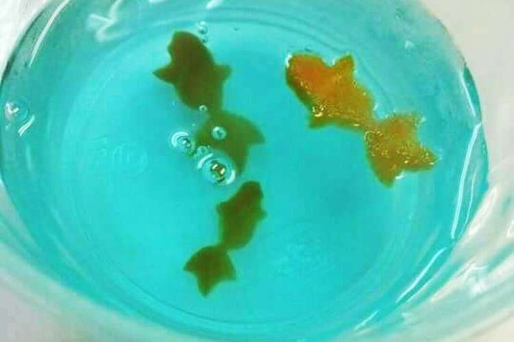 金魚 の 作り方 金魚 池 の 作り方 Irasujoznhxu