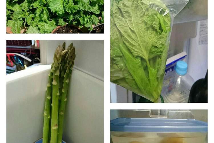 しそ 保存 しその葉の大量消費レシピ 食べ方や料理方法と保存方法をご紹介