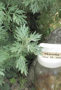 禁断の秘酒アブサン　absinthe