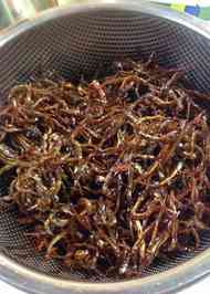 みんなが作ってる 生いかなごのレシピ クックパッド 簡単おいしいみんなのレシピが353万品