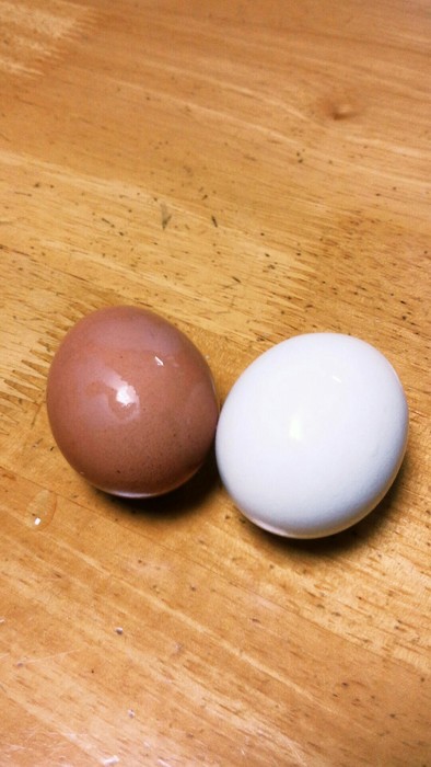 ゆで卵・半熟卵・味付卵（水・湯対応）の写真