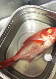 みんなが作ってる 魚 うろこ取りのレシピ クックパッド 簡単おいしいみんなのレシピが356万品