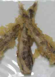 みんなが作ってる めひかり てんぷらのレシピ クックパッド 簡単おいしいみんなのレシピが366万品