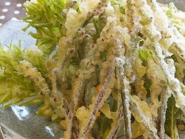 ツルムラサキの花芽天ぷら レシピ 作り方 By 孔燐 クックパッド 簡単おいしいみんなのレシピが356万品 ツルムラサキの花芽天ぷら レシピ 作り方 By 孔燐 クックパッド 簡単おいしいみんなのレシピが356万品