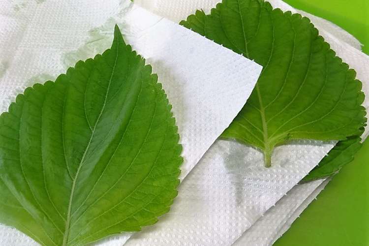 エゴマの葉の冷凍保存 レシピ 作り方 By Yamabuki1 クックパッド