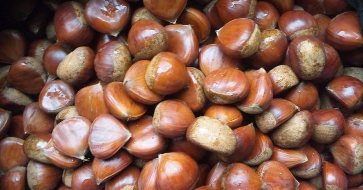 丹波栗の保存方法と美味しいゆで方 by やまゆ 【クックパッド】 簡単おいしいみんなのレシピが350万品