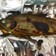 ニジマスのカレー風味焼き魚