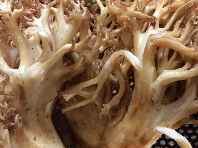 ホウキタケの下処理 レシピ 作り方 By かおわんこ クックパッド 簡単おいしいみんなのレシピが376万品 ホウキタケの下処理 レシピ 作り方 By かおわんこ クックパッド 簡単おいしいみんなのレシピが376万品