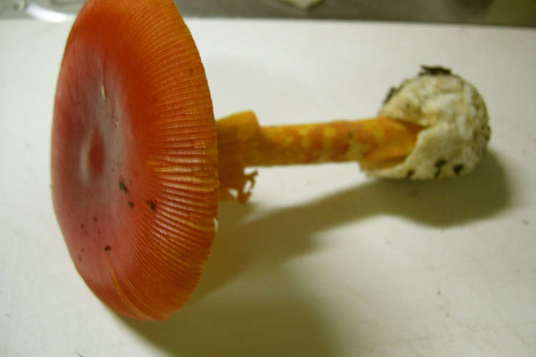 タマゴタケを焼いてみた レシピ 作り方 By クック6sqgup クックパッド 簡単おいしいみんなのレシピが376万品