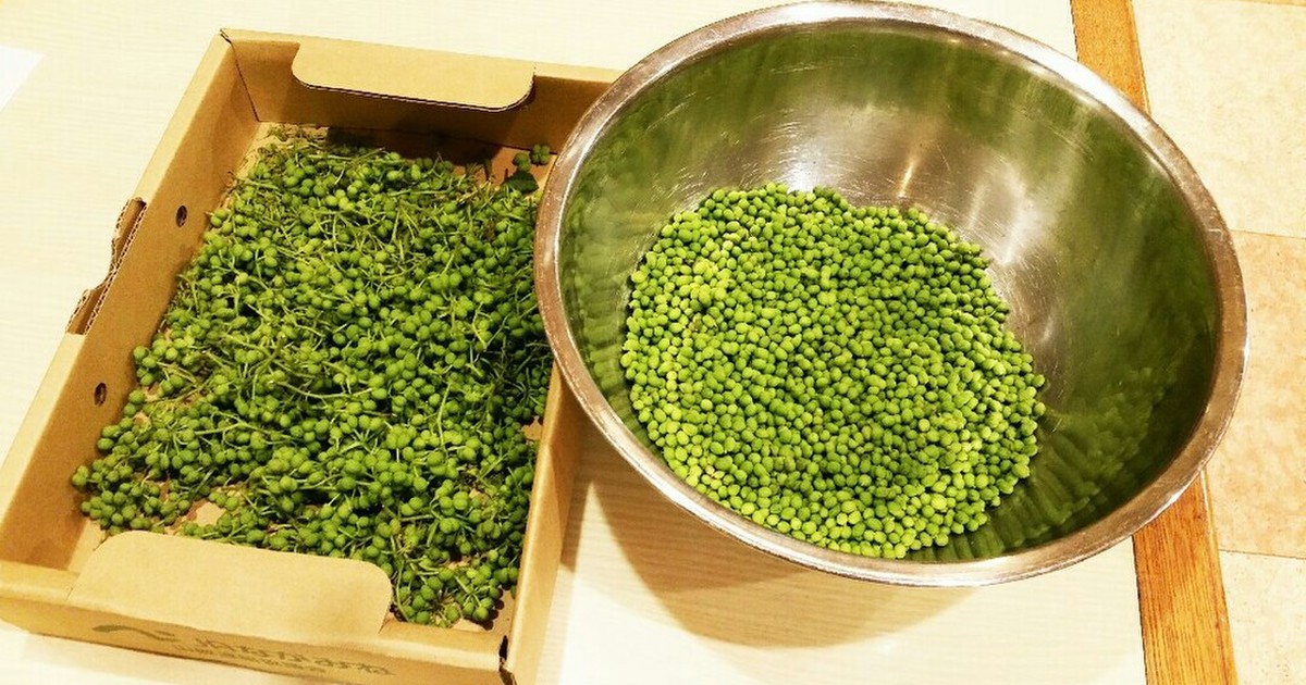山椒の実の下処理 by 柚子胡椒のいぶし銀 【クックパッド】 簡単おいしいみんなのレシピが356万品