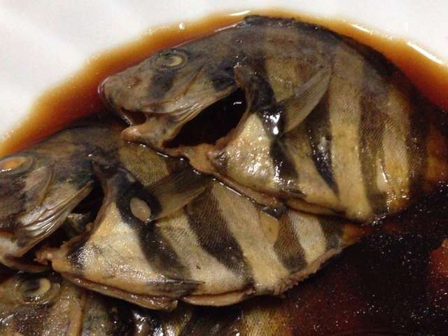 無料ダウンロードシマダイ 食べ方 最高の花の画像