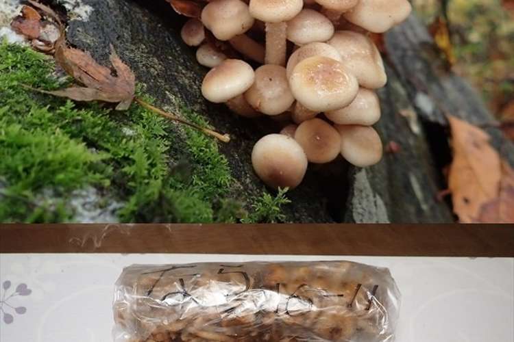 ナラタケの採集から保存方法 レシピ 作り方 By 福井のおじじ クックパッド