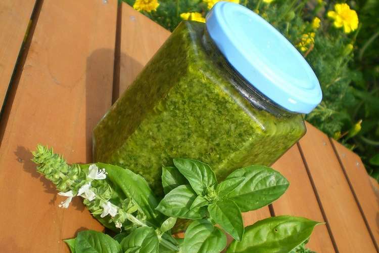 朝つみバジルのジェノベーゼ ペスト レシピ 作り方 By エルズママ クックパッド 簡単おいしいみんなのレシピが367万品