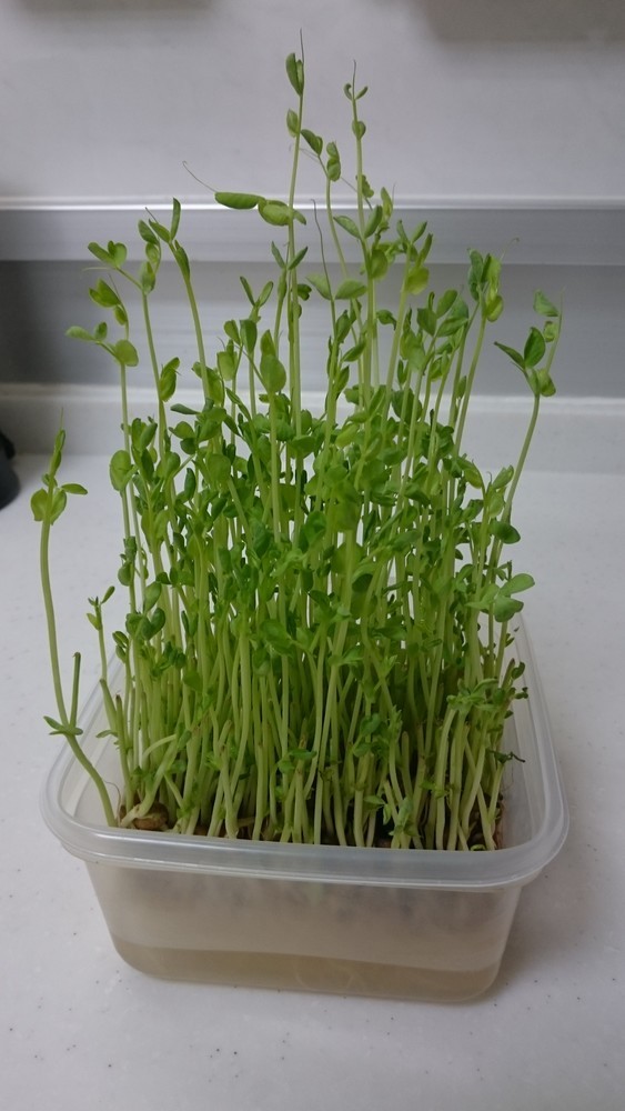 いつも成功 秘密の豆苗再生法 育て方 レシピ 作り方 By Mutsumi クックパッド 簡単おいしいみんなのレシピが379万品