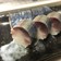 手作りシメサバで鯖寿司
