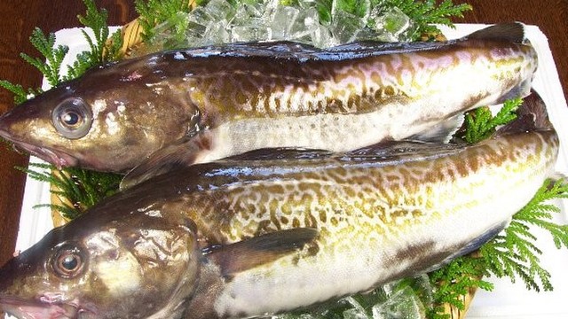 大きい魚の捌き方 応用ききます レシピ 作り方 By 漁師の浜子 クックパッド 簡単おいしいみんなのレシピが360万品