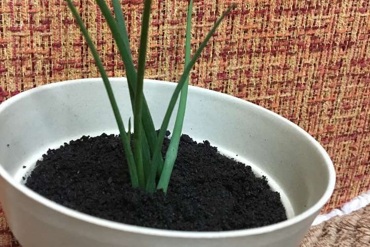 オーブン不要 植木鉢風生チョコケーキ レシピ 作り方 By くるみのおうち໒ クックパッド 簡単おいしいみんなのレシピが353万品