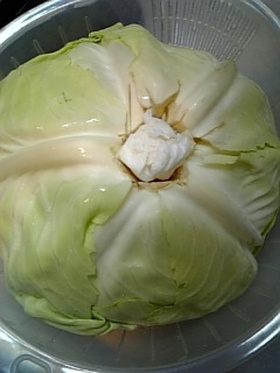 まるまるキャベツの保存法