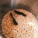 圧力鍋で玄米・押し麦ごはん