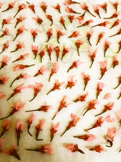 桜の花の塩漬け(ソメイヨシノ)の写真