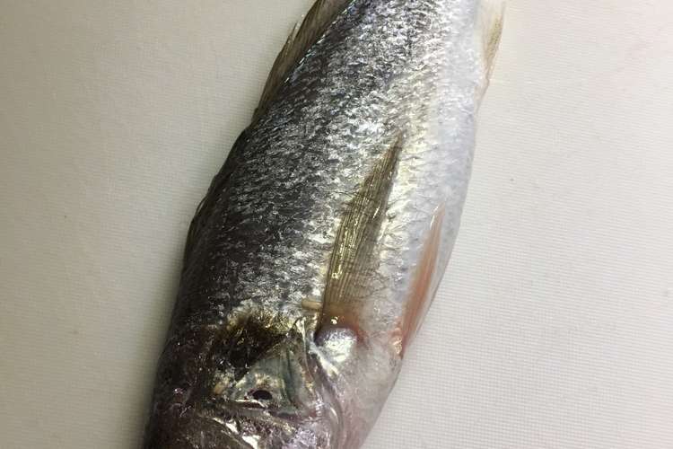 超簡単 イシモチの捌き方 練り物用 レシピ 作り方 By ふぃっちゅ クックパッド 簡単おいしいみんなのレシピが365万品