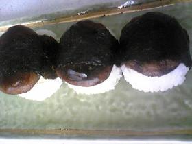 しいたけ塩にぎり