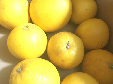 ジューシーオレンジのマーマレードの写真