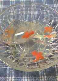 みんなが作ってる 金魚 かんてんのレシピ クックパッド 簡単おいしいみんなのレシピが374万品