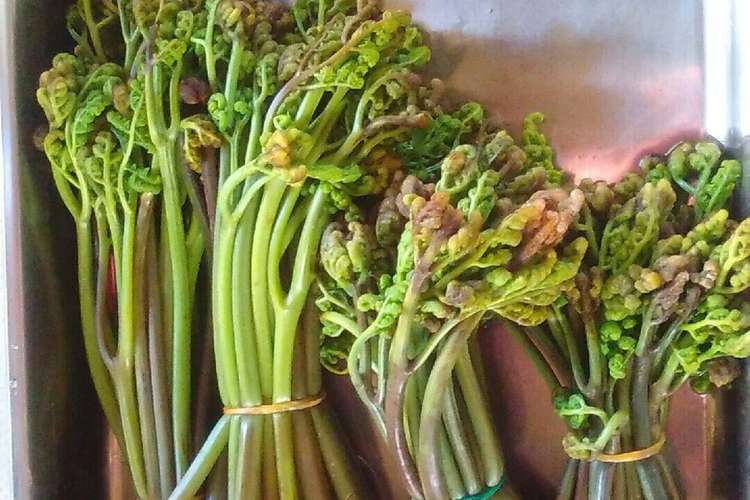 春の山菜 ワラビのあく抜き レシピ 作り方 By Mikemino クックパッド 簡単おいしいみんなのレシピが350万品