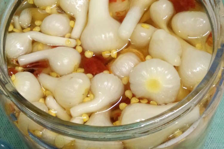 ノビルの甘酢漬け 山菜 自分用 レシピ 作り方 By ねこじーぷ クックパッド 簡単おいしいみんなのレシピが364万品