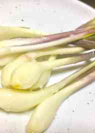 みんなが作ってる 島らっきょう 葉っぱのレシピ クックパッド 簡単おいしいみんなのレシピが359万品