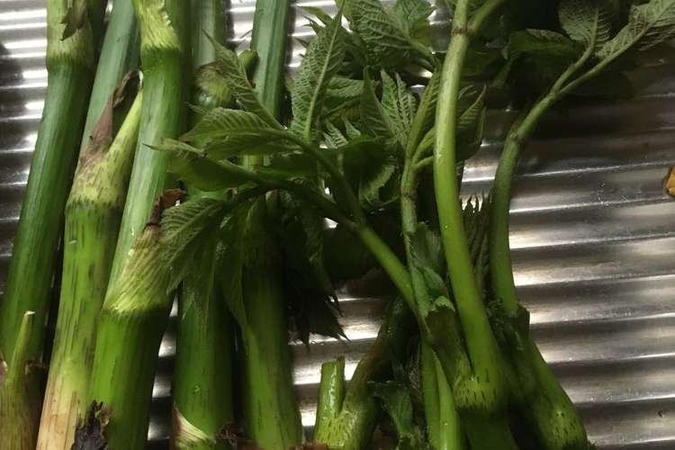 山独活の下処理と天ぷら 酢味噌和え レシピ 作り方 By ぶぶね クックパッド 簡単おいしいみんなのレシピが358万品
