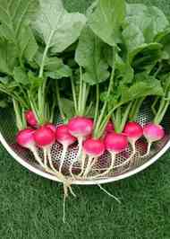 みんなが作ってる はつか大根 ピクルスのレシピ クックパッド 簡単おいしいみんなのレシピが351万品