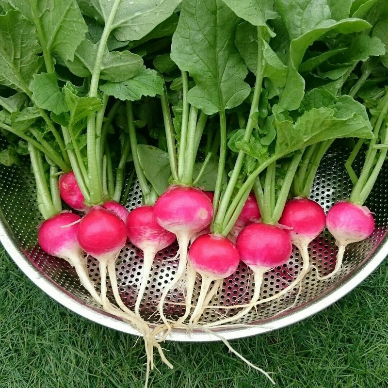 みんなが作ってる はつか大根 ピクルスのレシピ クックパッド 簡単おいしいみんなのレシピが358万品