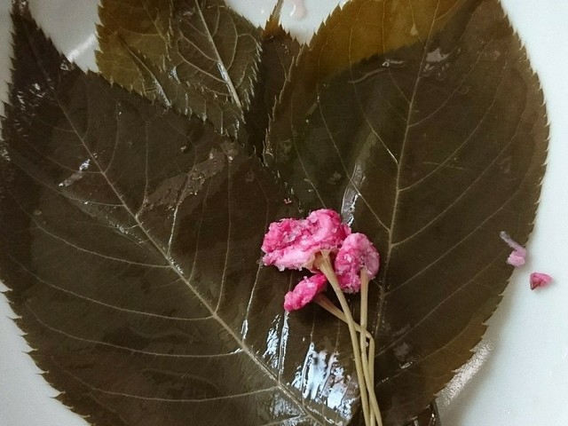桜の葉の塩漬け レシピ 作り方 By おおなべ クックパッド 簡単おいしいみんなのレシピが358万品