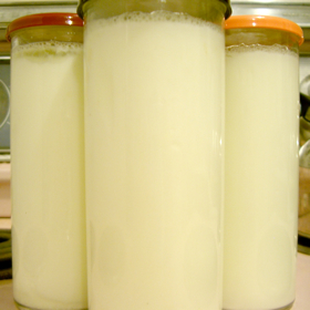 Homemade Yogurt