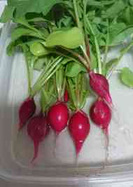 みんなが作ってる はつか大根 ピクルスのレシピ クックパッド 簡単おいしいみんなのレシピが351万品