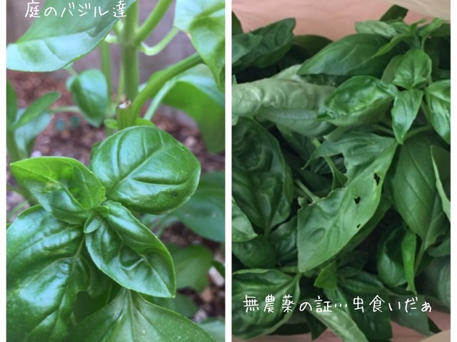 バジルペースト レシピ 作り方 By ラムラムゥ クックパッド 簡単おいしいみんなのレシピが357万品