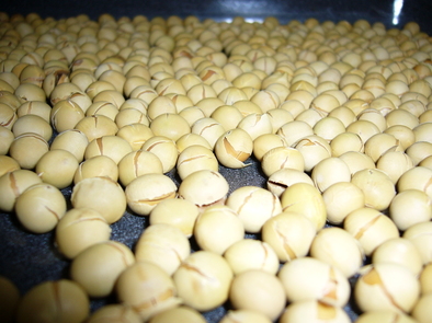 多分いちばん簡単な炒り大豆の作り方　かもの写真
