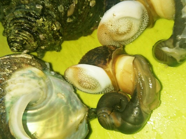 茹でサザエを簡単に取る裏ワザ 艸 レシピ 作り方 By Aimesi クックパッド 簡単おいしいみんなのレシピが356万品 茹でサザエを簡単に取る裏ワザ 艸 レシピ 作り方 By Aimesi クックパッド 簡単おいしいみんなのレシピが356万品