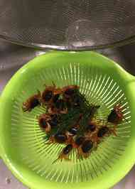 みんなが作ってる 沢蟹のレシピ クックパッド 簡単おいしいみんなのレシピが364万品