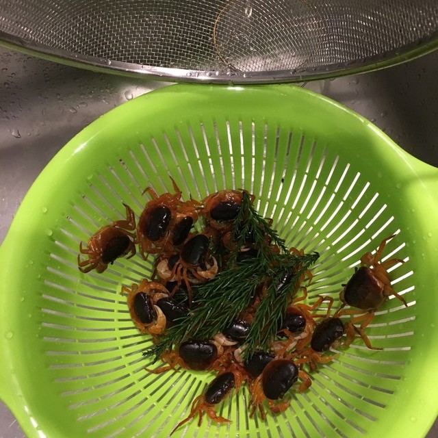 サワガニの素揚げ レシピ 作り方 By クックskywcq クックパッド 簡単おいしいみんなのレシピが355万品 サワガニの素揚げ レシピ 作り方 By クックskywcq クックパッド 簡単おいしいみんなのレシピが355万品