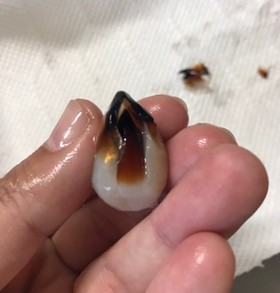 簡単!イカの口(イカトンビ)の下処理